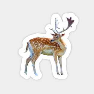 Rehe Sticker